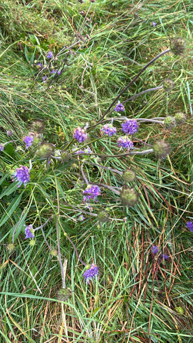 Devil's-bit Scabious