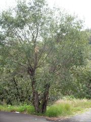 Quercus viminea