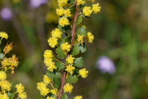 Gold-dust acacia (Acacia acinacea)