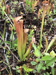 Sarracenia rubra