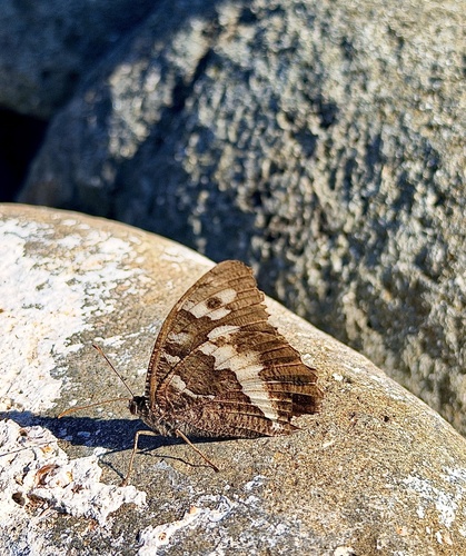 Great Banded Grayling