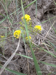 Rorippa brachycarpa