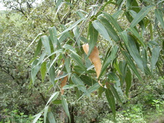 Quercus viminea