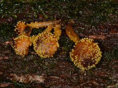Neobarya agaricicola