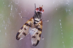Otites formosa