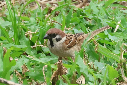 Eurasian Tree Sparrow