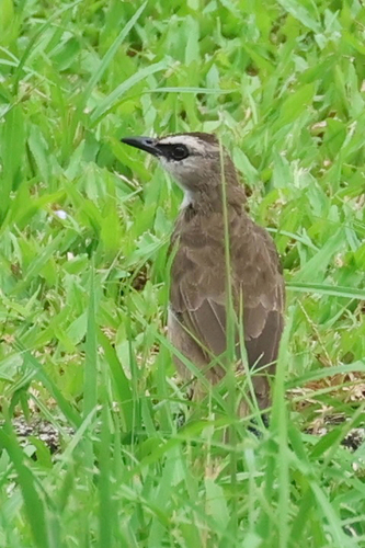 Yellow-vented Bulbul