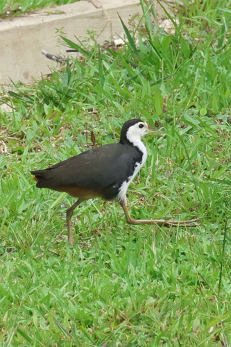 White-breasted Waterhen