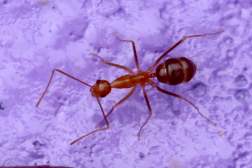 Yellow Crazy Ant
