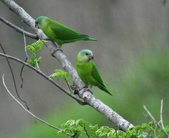 Brotogeris pyrrhoptera