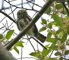 Glaucidium peruanum