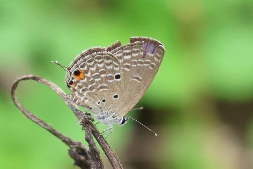 Plains Cupid