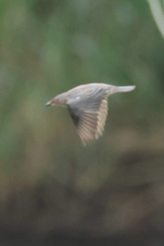 Asian Glossy Starling