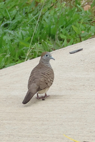 Zebra Dove