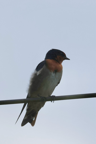 Pacific Swallow