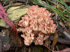 Ramaria botrytoides