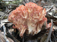 Ramaria botrytoides