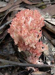 Ramaria botrytoides