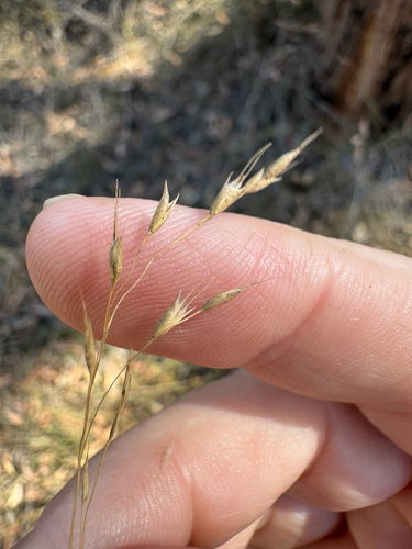 Eriachne pallescens observed 2026-10-01