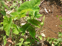 Caladium bicolor