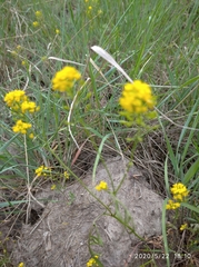 Rorippa brachycarpa
