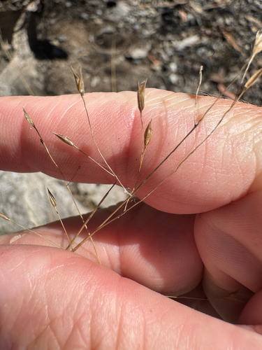 Eriachne pallescens observed 2026-10-01