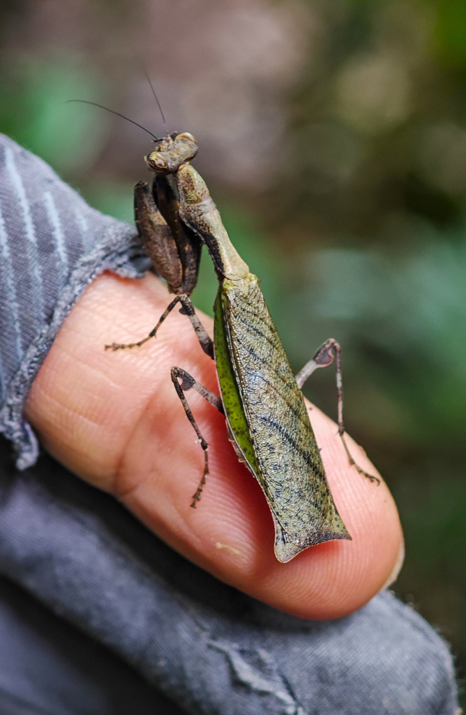 Acromantis vaorum