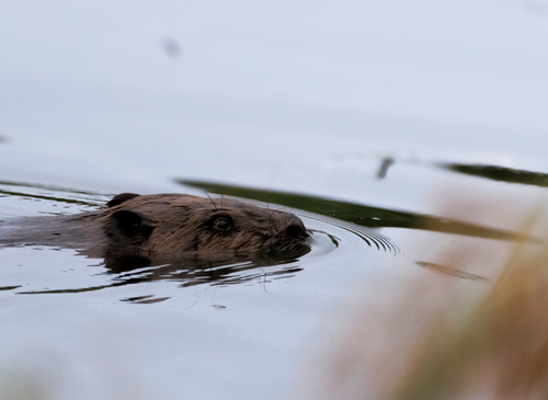 Eurasian Beaver