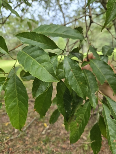 Itea parviflora observed 2026-10-01