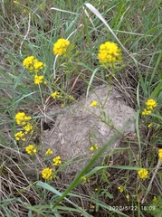 Rorippa brachycarpa