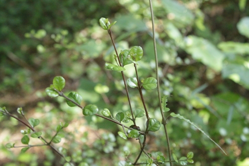 Lophomyrtus obcordata, 2026-10-01