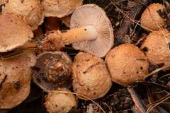 Cortinarius chrysopocos
