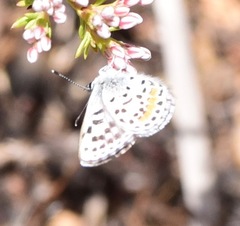 Euphilotes bernardino