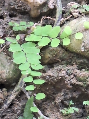 Adiantum philippense observed 2026-10-01