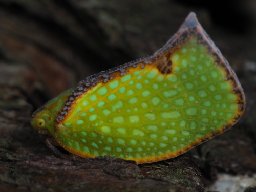 Salurnis marginella, 2026-10-01