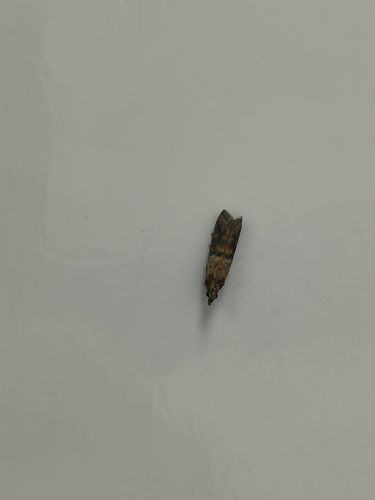 Indian-Meal Moth