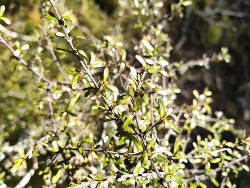 Coprosma cuneata observed 2026-09-29