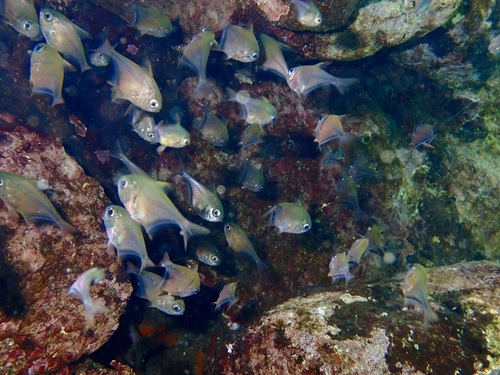Pempheris rhomboidea observed 2026-09-20