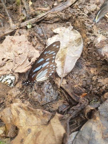 Veined Swordtail