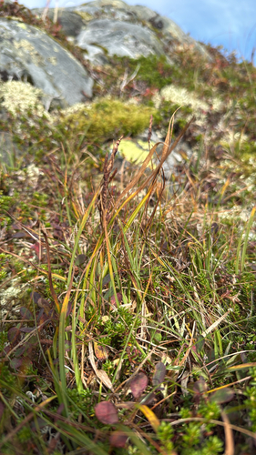 Carex bigelowii, 2026-09-10
