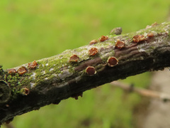Pezicula ocellata