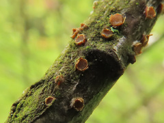 Pezicula ocellata
