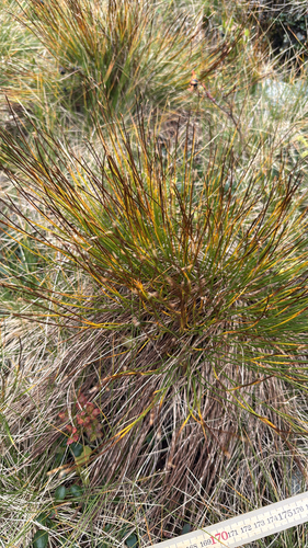Tufted Bulrush