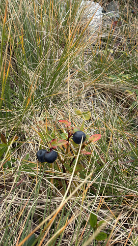 common bilberry