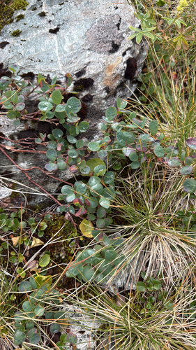bog bilberry