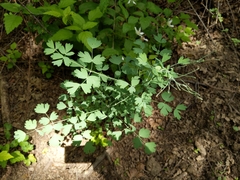 Lomatium californicum
