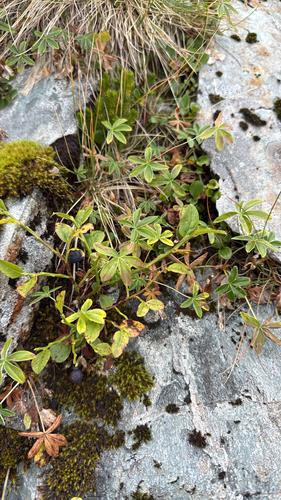 Alpine Lady's-mantle