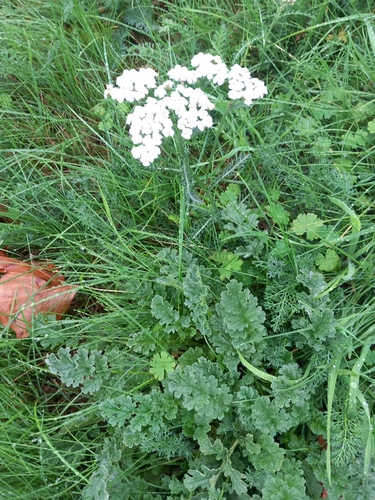 common yarrow