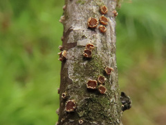 Pezicula ocellata