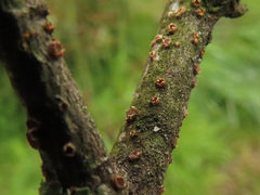 Pezicula ocellata